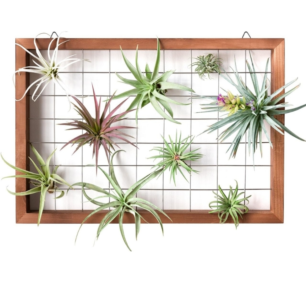 Airplant Holder (3 AIRPLANTS INCLUDED)